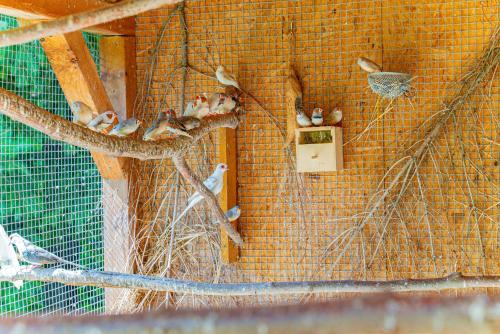 a group of birds sitting on a wall at Farma Zelená Ruža in Kľačno