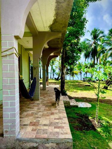 a black dog walking on a porch of a house at Coral View Hostel in Corn Island
