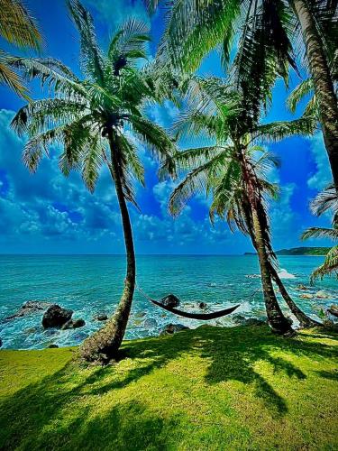 uma rede entre duas palmeiras numa praia em Coral View Hostel em Ilhas do Milho