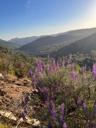 a bunch of purple flowers on top of a mountain at Ponderosa Creekside Retreat in Mariposa