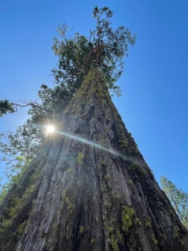 a large tree with the sun shining on it at Ponderosa Creekside Retreat in Mariposa