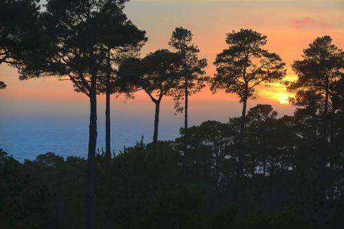 un grupo de árboles frente a una puesta de sol en 3707 Pacific's Edge Sanctuary home, en Carmel