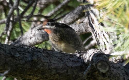 a bird sitting on top of a tree branch at Stunning 360° Views - Hiker's Paradise! in Cascade-Chipita Park