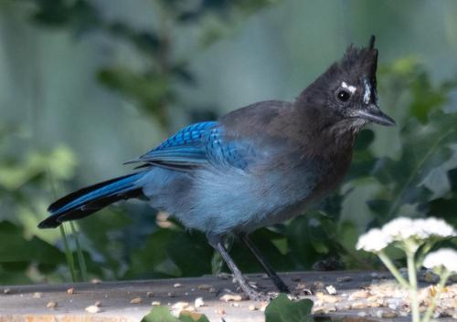 a blue bird standing on a table at Stunning 360° Views - Hiker's Paradise! in Cascade-Chipita Park