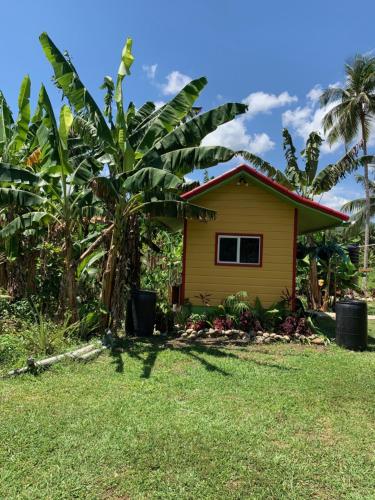 una pequeña casa amarilla en un patio con palmeras en Green Queendom Farm and Lodging en Oracabessa