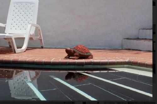 a small tortoise is sitting on the edge of a pool at Villa La Fortuna en Altos del Maria in Sorá