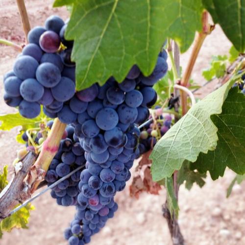 a bunch of grapes hanging from a vine at Loft La buena vida in Peñaranda de Duero