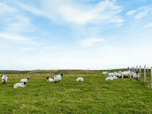 een kudde schapen die grazen in een grasveld bij Heb Way Cottage in Dell