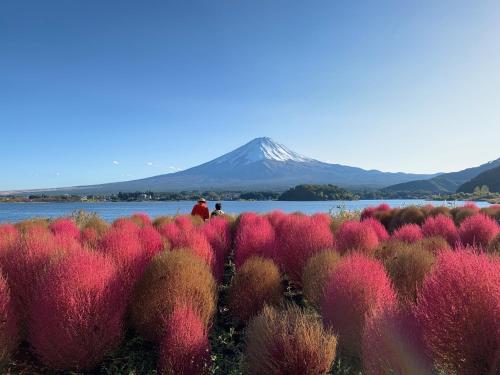 富士河口湖町にあるあかいし旅館の山を背景にした植物畑