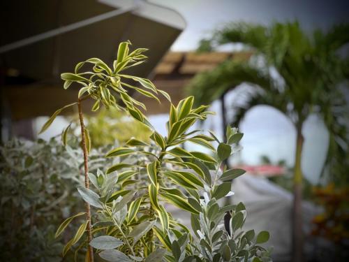 a plant with green leaves in a greenhouse at Sweet Holiday Haven in Ocho Rios