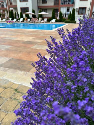 a bunch of purple flowers in front of a pool at PANTELI APART HOUSE in Aheloy