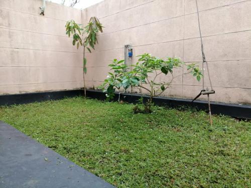 a small tree in a yard next to a wall at Villa Yuvin in Matara