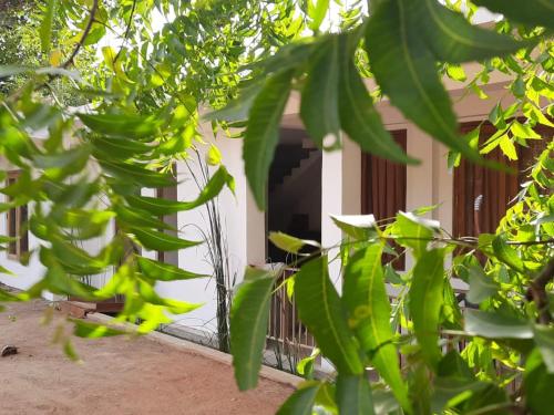 Ein Haufen grüner Bananenbäume vor einem Gebäude in der Unterkunft Nature Rock Dambulla in Dambulla