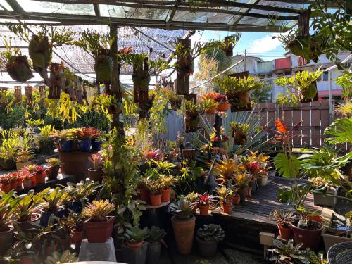 een kas gevuld met veel potplanten bij The Green Cottage in Kuching