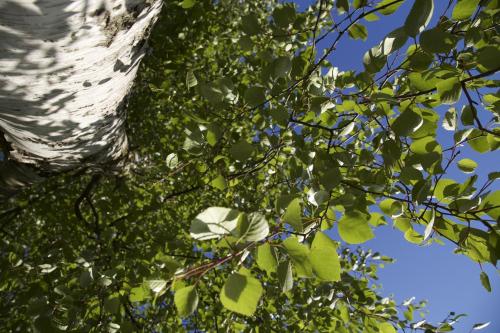 a close up of a tree with green leaves at Altribute Studio w Sauna Secure Parking wifi 90mbs in Liepāja