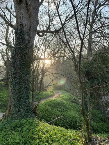 a tree covered in ivy next to a dirt road at Immaculate 3-Bed Lodge in Hawick in Hawick