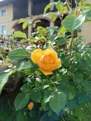 a yellow rose on a bush with green leaves at Villa Luisa in Ziano Piacentino