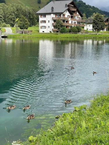 a group of ducks swimming in a lake at Mountain View Studio Klosters in Klosters