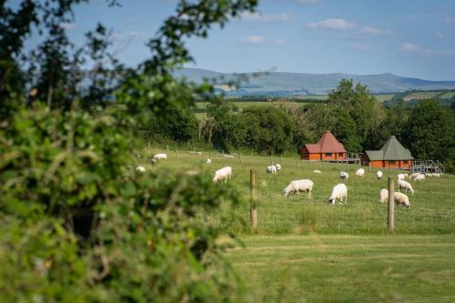 a herd of sheep grazing in a field at Exmoor Eco-Pod - Oak Tree Lane in Okehampton