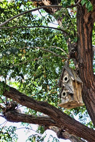 a bird house hanging from a tree branch at My Place Suites in Wickenburg