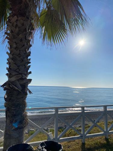 a palm tree with the ocean in the background at CASA VACANZA BORGOROSSO A 70mt DAL MARE in Casa Borgorosso
