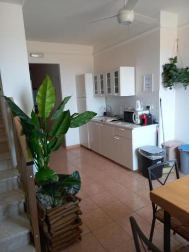 kuchnia z rośliną w środku pokoju w obiekcie Aloha Marzamemi Rooms w mieście Marzamemi