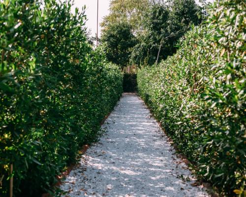 a path through a hedge in a garden at The Luxe Pushkar By Namli Hotels in Pushkar
