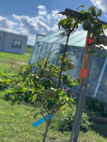 a tree with fruit on it next to a pole at AirbnbTřeboň - modern apartment in Třeboň