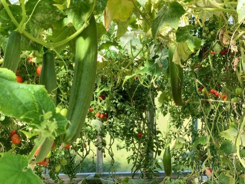 a bunch of green peppers growing in a garden at AirbnbTřeboň - modern apartment in Třeboň