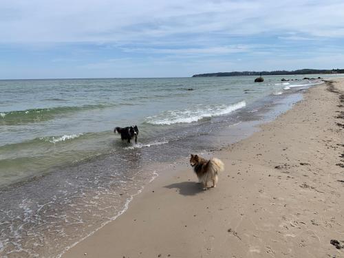 two dogs walking on the beach near the water at Ferienwohnungen Göhren Urlaub mit Hund in Göhren