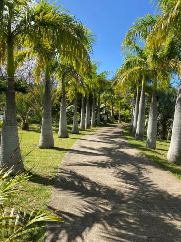 a path lined with palm trees in a park at Ti kaz palmiers in Saint-Pierre