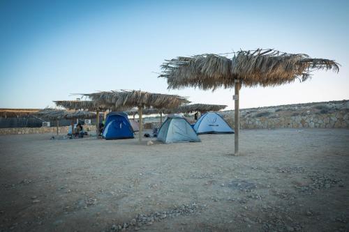 a group of tents on a beach with a palm tree at חוות נועם במדבר - noam farm in Mitzpe Ramon