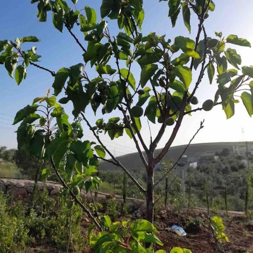 a tree with green leaves on top of a hill at Farmhouse with Pool and Breathtaking Views in Amman