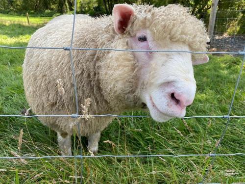 a sheep standing next to a wire fence at Pastures Green Cabin (Oak Tree Lane) in Okehampton