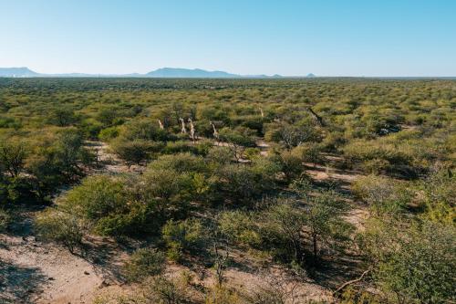 an open field with trees and bushes in the desert at Omaruru Game Lodge in Omaruru