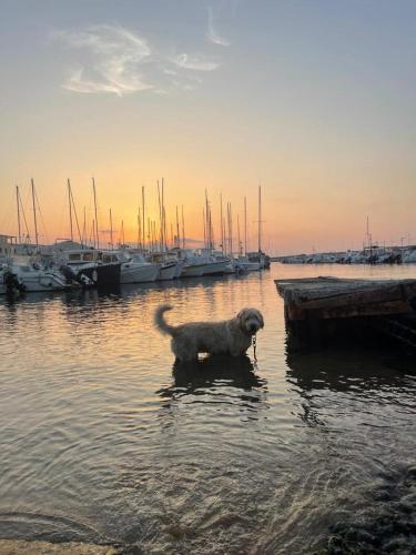 a dog standing in the water near a dock at House Gaudio 38 in Sanremo