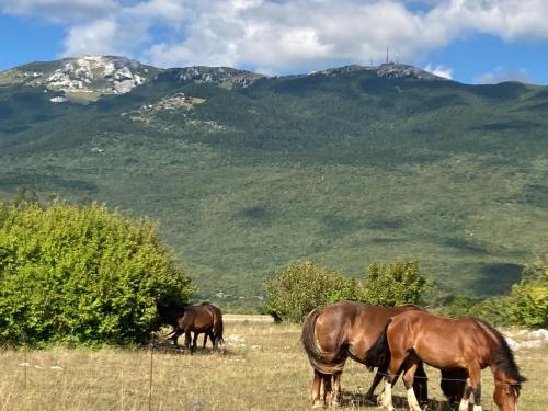 three horses grazing in a field with mountains in the background at Relax Home ®Rajna® in Korenica