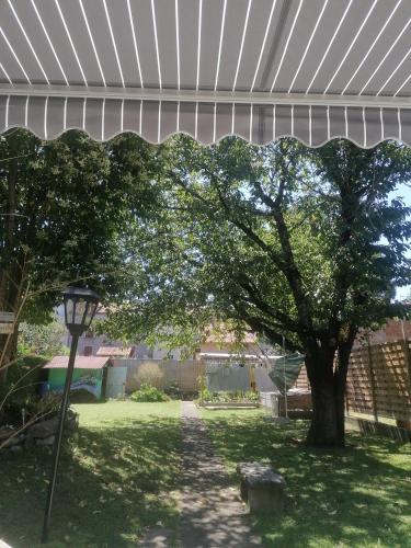 un grande albero in mezzo a un cortile di Chambres dans maison familiale a Saint-Girons