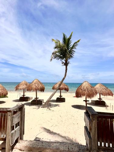 a beach with many straw umbrellas and a palm tree at La Conchita Tulum in Tulum