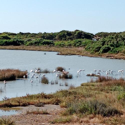 a group of birds standing in a body of water at Il girasole, appartamento in locazione turistica in Sava