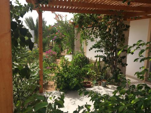 an outside view of a garden with plants at Beach Villa am Praia de Chaves, Boa Vista, Cabo Verde in Boa Ventura