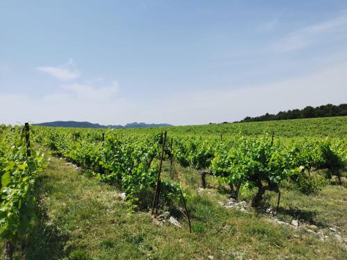 a vineyard with rows of grapes in a field at A-Ventoux Malaucène - Au pied du Ventoux in Malaucène