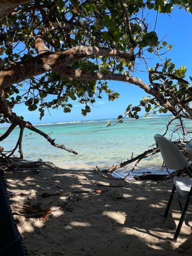 a beach with a tree and a chair and the ocean at Studio cosy les pieds dans l'eau à l'autre bord in Le Moule