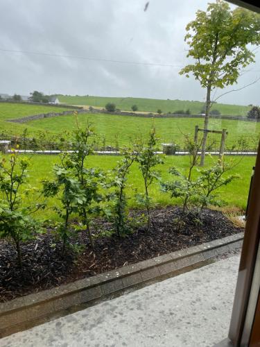 a row of trees in a garden in a field at The Stone Cottage in Castlebar