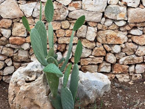 a green cactus sitting on a rock next to a stone wall at Dimora Caraspi in Mola di Bari