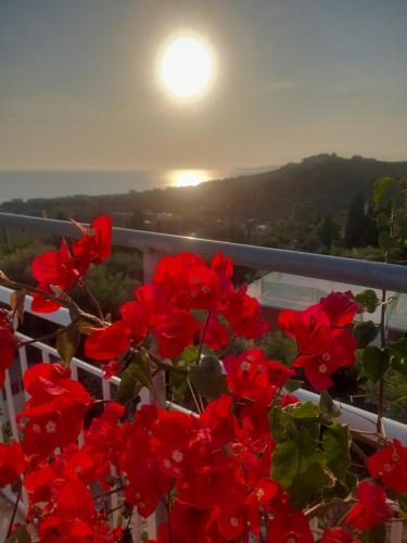 a bush of red flowers with the sun in the background at Angelos aparts in Arillas