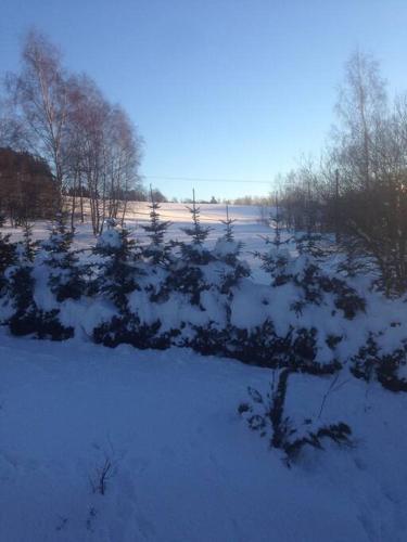 a field covered in snow with trees and bushes at Chalupa Lučany in Lučany nad Nisou