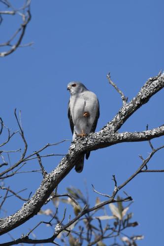 a bird perched on top of a tree branch at Shibula Safari Lodge in Welgevonden Game Reserve