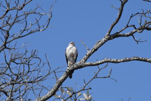 a bird perched on top of a tree branch at Shibula Safari Lodge in Welgevonden Game Reserve