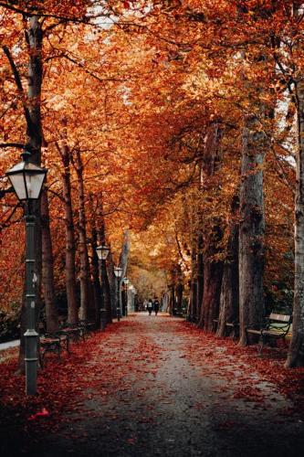 Una calle con árboles con hojas. en KageApartments, en Hawkinsville